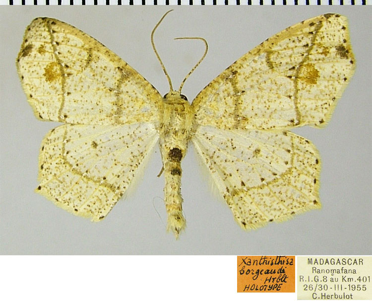 /filer/webapps/moths/media/images/B/borgeaudi_Epigynopteryx_HT_ZSMa.jpg
