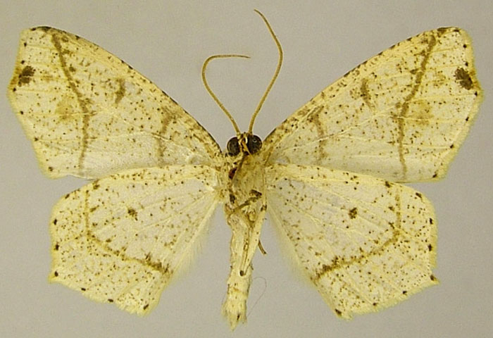 /filer/webapps/moths/media/images/B/borgeaudi_Epigynopteryx_HT_ZSMb.jpg