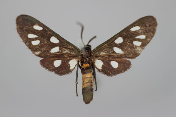 /filer/webapps/moths/media/images/B/borguensis_Epitoxis_HT_BMNH.jpg