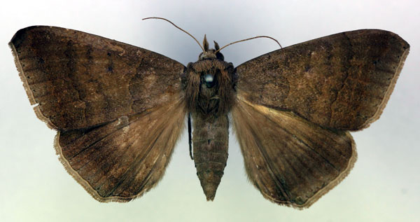 /filer/webapps/moths/media/images/B/boris_Achaea_AF_RMCA.jpg