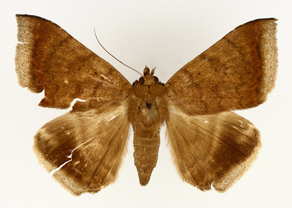 /filer/webapps/moths/media/images/B/boris_Achaea_AM_TMSA_02.jpg
