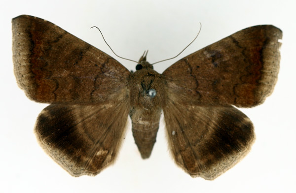 /filer/webapps/moths/media/images/B/boris_Achaea_AM_TMSA_03.jpg