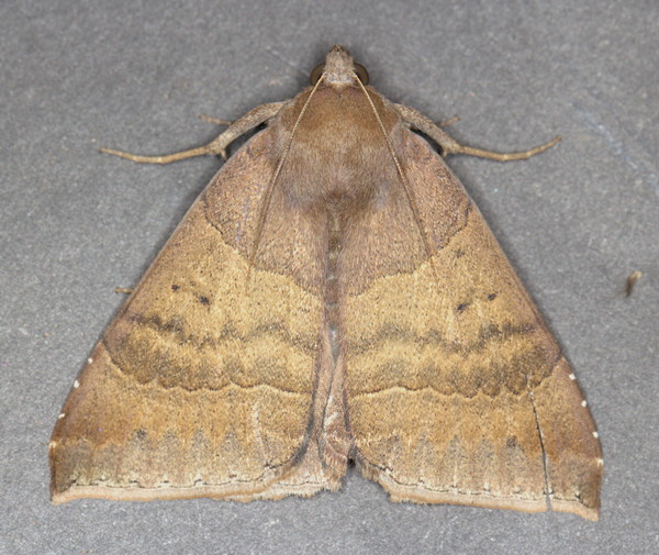 /filer/webapps/moths/media/images/B/boris_Achaea_A_Heyns_01.jpg