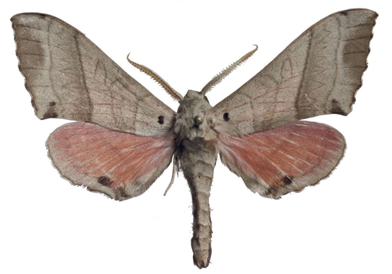 /filer/webapps/moths/media/images/B/boromoi_Rufoclanis_HT_EMEMa.jpg