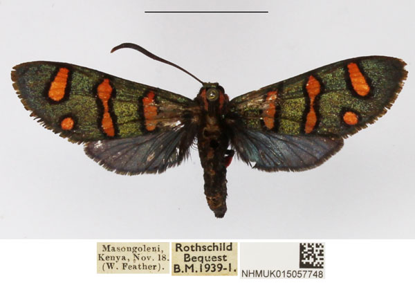 /filer/webapps/moths/media/images/B/borotsana_Arniocera_A_NHMUK_02.jpg
