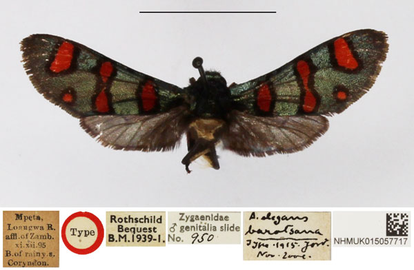 /filer/webapps/moths/media/images/B/borotsana_Arniocera_HT_NHMUK.jpg