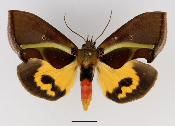 /filer/webapps/moths/media/images/B/boseae_Eudocima_AF_Basquin_01.jpg