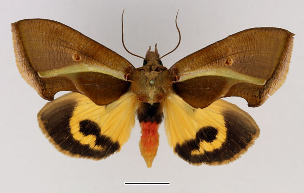 /filer/webapps/moths/media/images/B/boseae_Eudocima_AF_Basquin_02.jpg