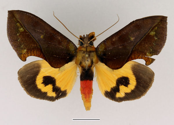 /filer/webapps/moths/media/images/B/boseae_Eudocima_AM_Basquin_01.jpg