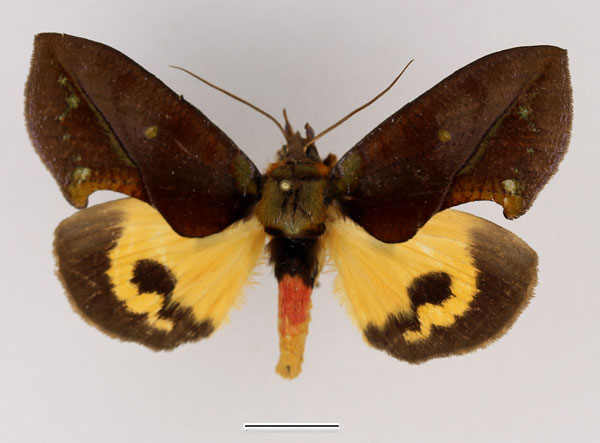 /filer/webapps/moths/media/images/B/boseae_Eudocima_AM_Basquin_02.jpg