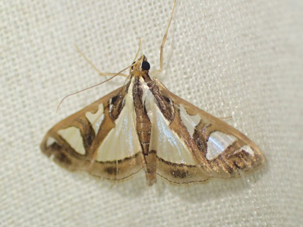 /filer/webapps/moths/media/images/B/boseae_Glyphodes_A_Bippus_01.jpg