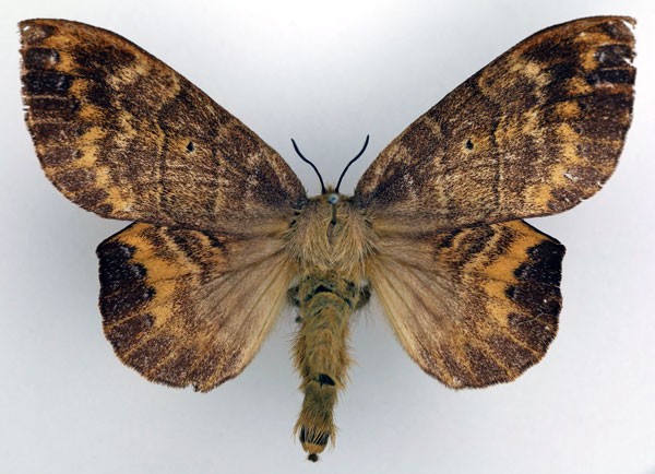 /filer/webapps/moths/media/images/B/bosei_Closterothrix_AF_Basquin_01.jpg