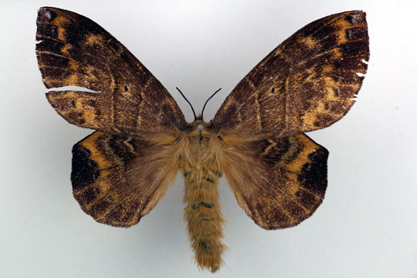 /filer/webapps/moths/media/images/B/bosei_Closterothrix_AF_Basquin_02.jpg