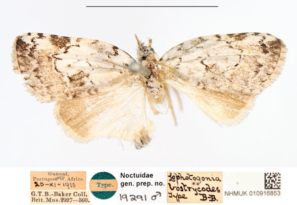 /filer/webapps/moths/media/images/B/bostrycodes_Lophotagonia_HT_NHMUK.jpg