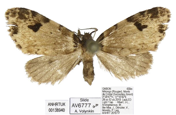 /filer/webapps/moths/media/images/B/bota_Lithosiccia_HT_ANHRT.jpg