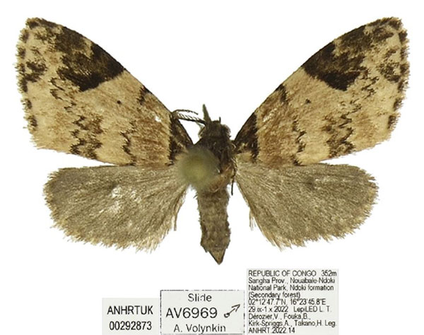 /filer/webapps/moths/media/images/B/bota_Lithosiccia_PTM_ANHRT.jpg