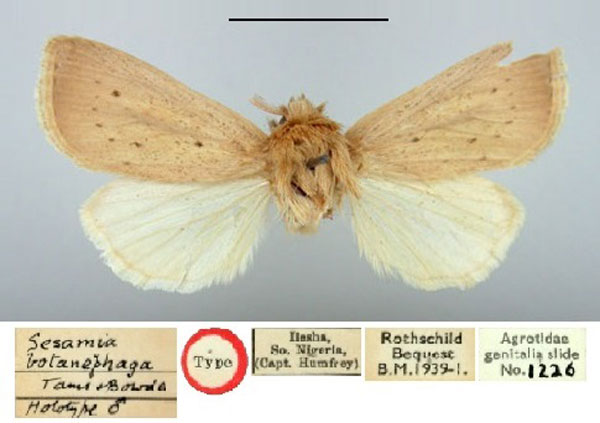 /filer/webapps/moths/media/images/B/botanephaga_Sesamia_HT_BMNH.jpg