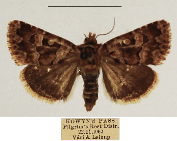 /filer/webapps/moths/media/images/B/botonga_Rhodochlaena_AF_TMSA_01.jpg