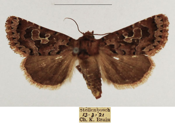 /filer/webapps/moths/media/images/B/botonga_Rhodochlaena_AF_TMSA_02.jpg