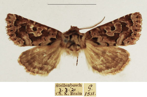 /filer/webapps/moths/media/images/B/botonga_Rhodochlaena_AM_TMSA_01.jpg