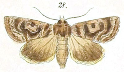 /filer/webapps/moths/media/images/B/botonga_Rhodochlaena_Felder_109_28.jpg