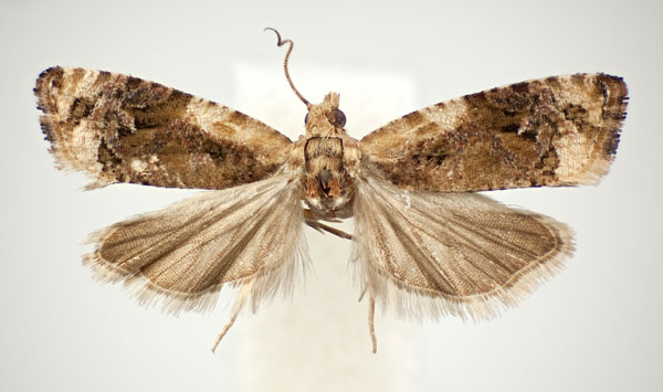 /filer/webapps/moths/media/images/B/botswanae_Paraeccopsis_HT_NHMO.jpg
