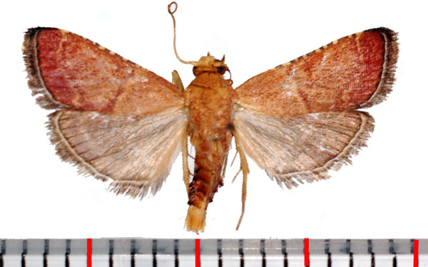 /filer/webapps/moths/media/images/B/boudinotalis_Mabokia_AM_Poltavsky.jpg
