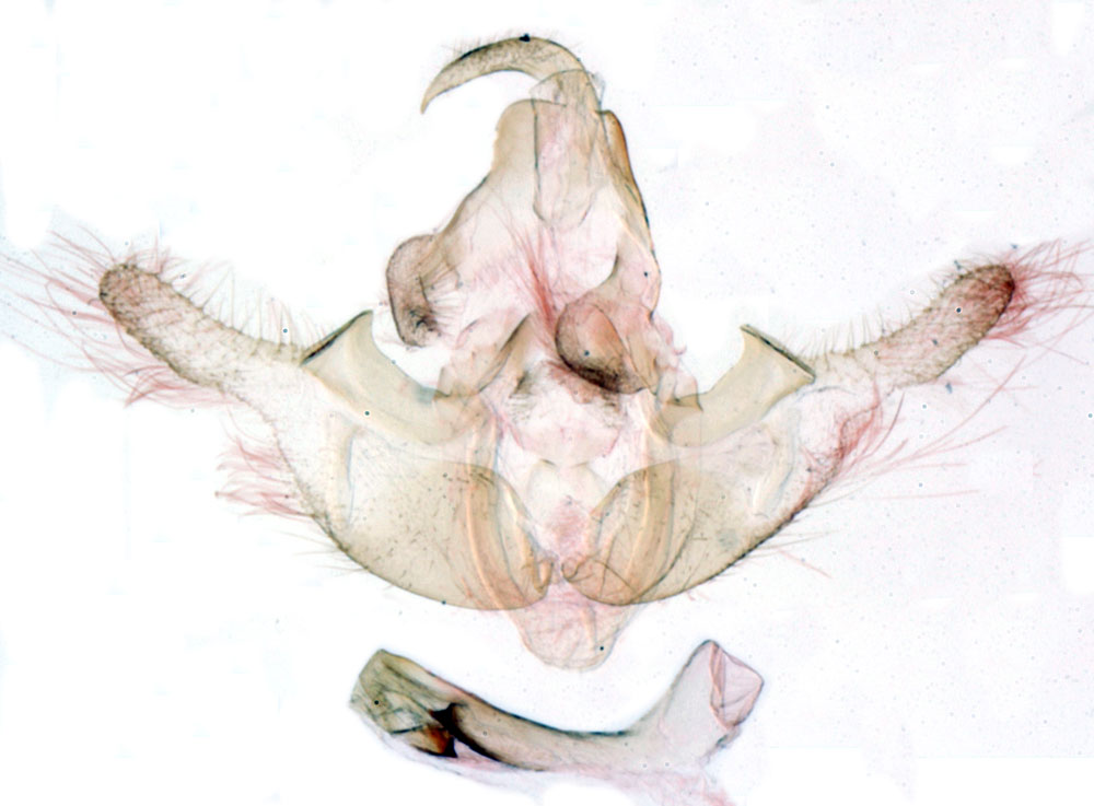 /filer/webapps/moths/media/images/B/boulardi_Acrapex_GMHT_MNHN_BL985.jpg