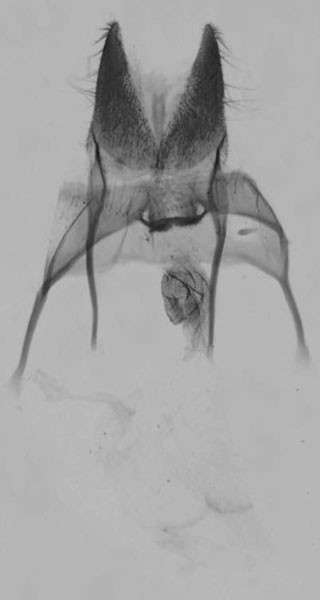 /filer/webapps/moths/media/images/B/boulardi_Sciomesa_GF_MNHN_881.jpg