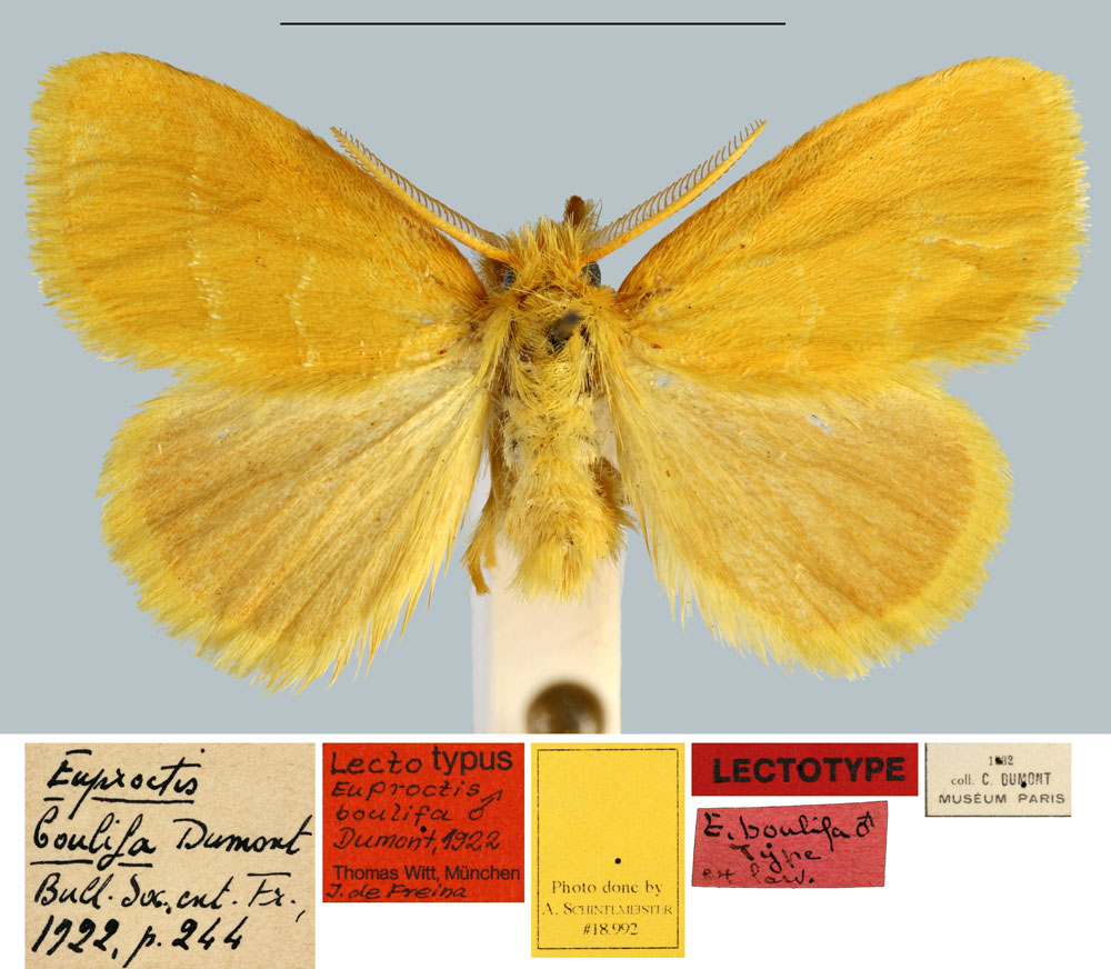 /filer/webapps/moths/media/images/B/boulifa_Euproctis_LT_MNHN.jpg