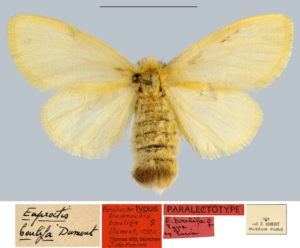 /filer/webapps/moths/media/images/B/boulifa_Euproctis_PLTF_MNHN.jpg