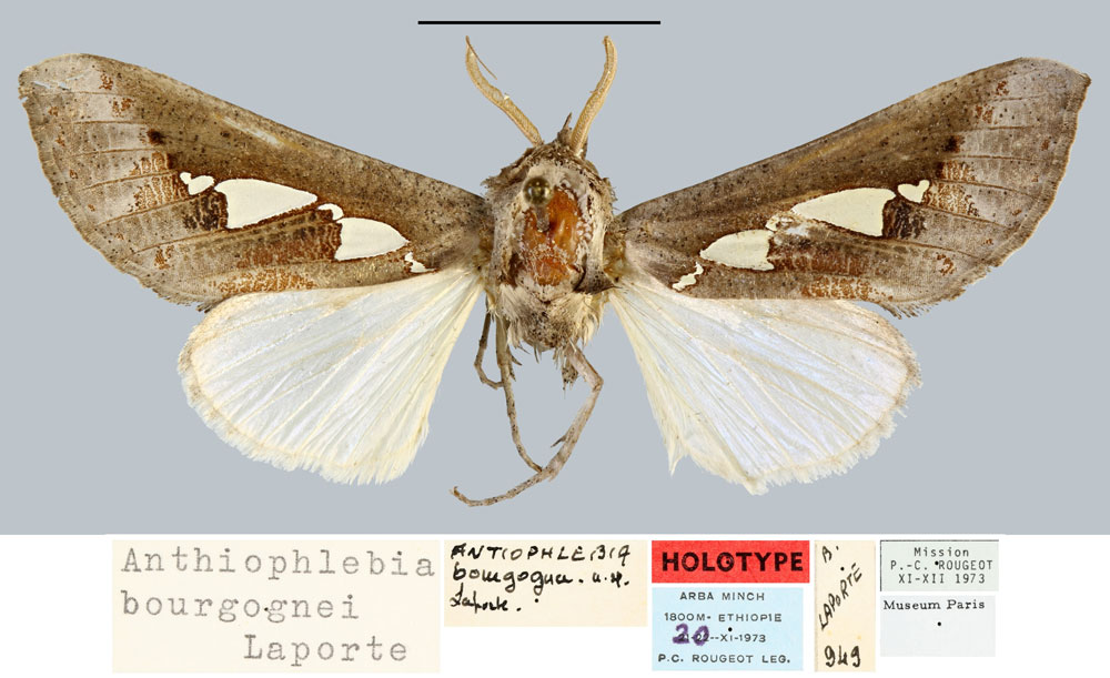 /filer/webapps/moths/media/images/B/bourgognei_Antiophlebia_HT_MNHN.jpg