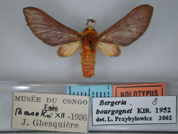 /filer/webapps/moths/media/images/B/bourgognei_Bergeria_HT_RMCA_01.jpg