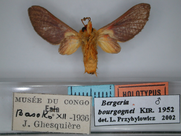 /filer/webapps/moths/media/images/B/bourgognei_Bergeria_HT_RMCA_02.jpg