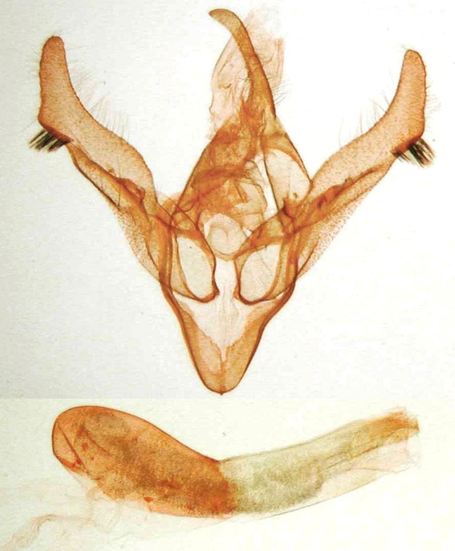 /filer/webapps/moths/media/images/B/boursini_Psectraxylia_GMHT_BMNH_1864.jpg