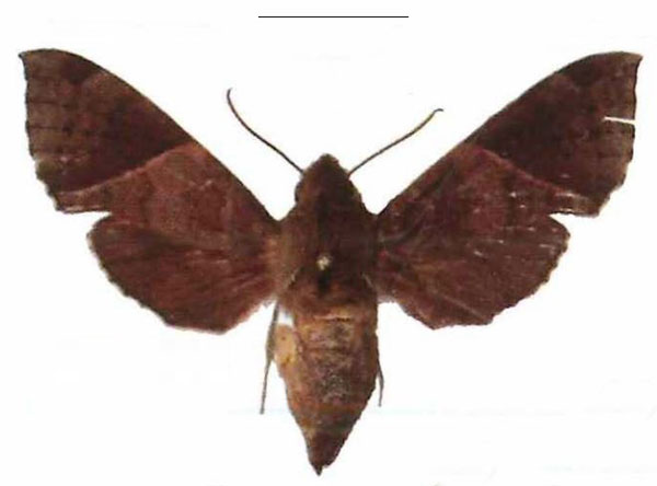 /filer/webapps/moths/media/images/B/bousqueti_Temnora_AF_EMEM.jpg