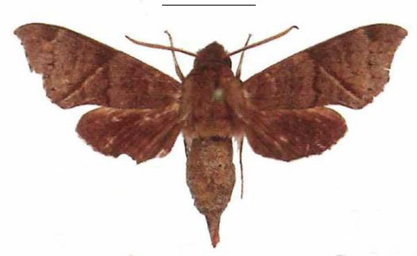 /filer/webapps/moths/media/images/B/bousqueti_Temnora_AM_EMEM_01.jpg