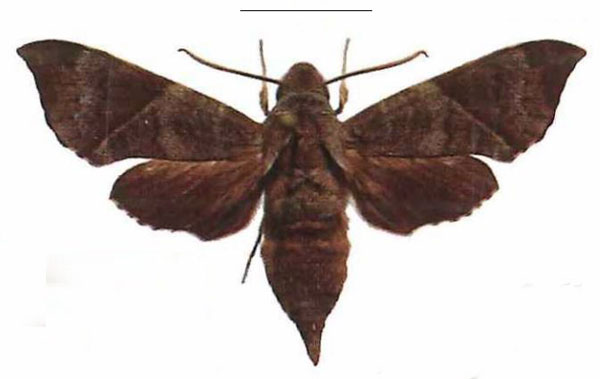 /filer/webapps/moths/media/images/B/bousqueti_Temnora_AM_EMEM_02.jpg