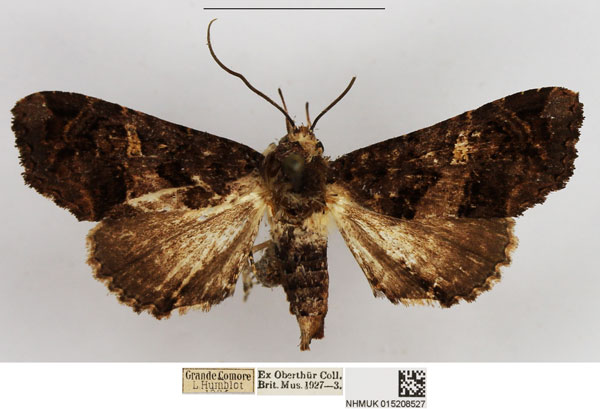 /filer/webapps/moths/media/images/B/bouveti_Eutelia_AF_NHMUK.jpg