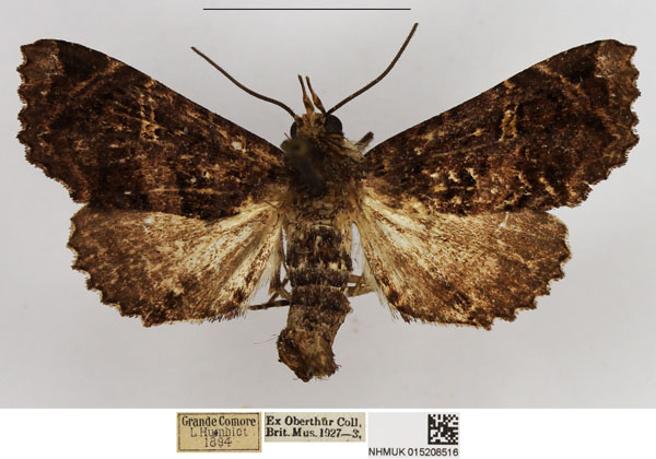 /filer/webapps/moths/media/images/B/bouveti_Eutelia_AM_NHMUK.jpg