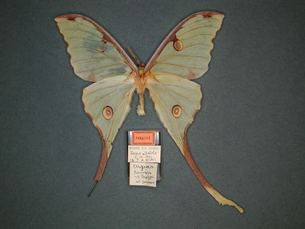 /filer/webapps/moths/media/images/B/bouvieri_Argema_PT_RMCA_01.jpg