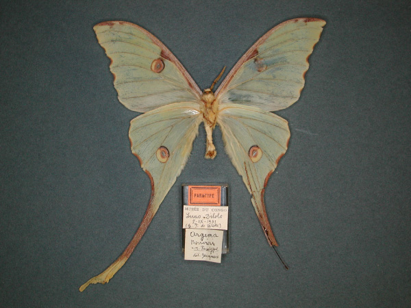 /filer/webapps/moths/media/images/B/bouvieri_Argema_PT_RMCA_02.jpg