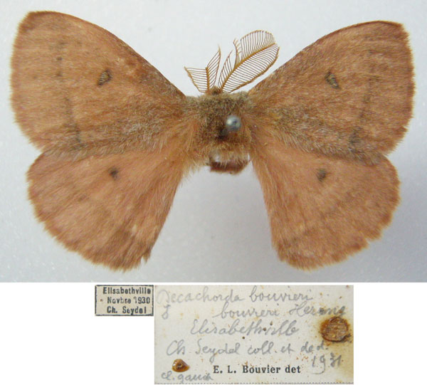 /filer/webapps/moths/media/images/B/bouvieri_Decachorda_AM_NHMUKa.jpg