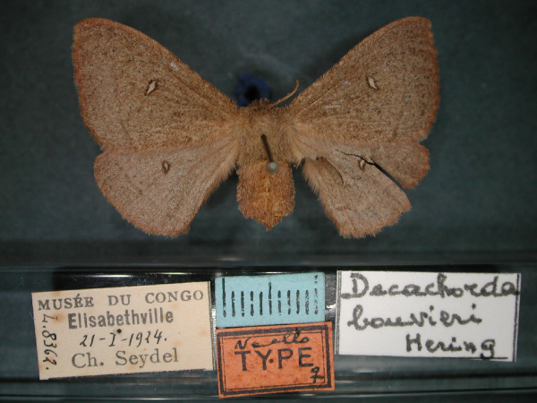 /filer/webapps/moths/media/images/B/bouvieri_Decachorda_AT_RMCA_01.jpg