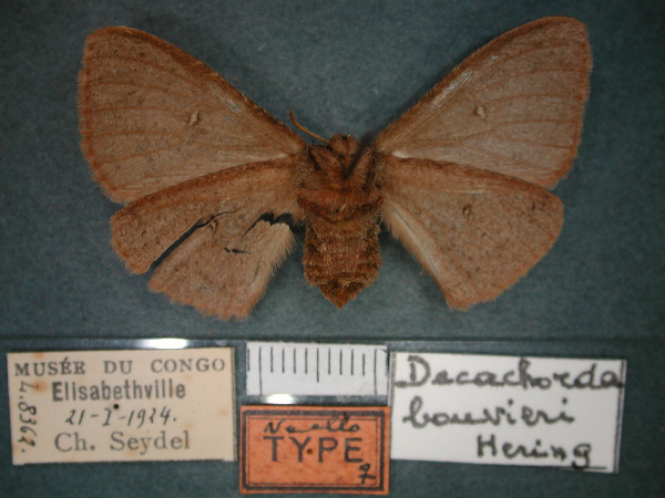 /filer/webapps/moths/media/images/B/bouvieri_Decachorda_AT_RMCA_02.jpg
