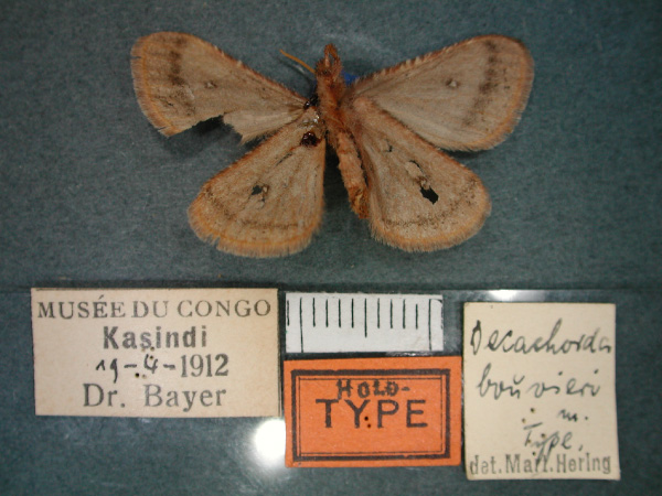 /filer/webapps/moths/media/images/B/bouvieri_Decachorda_HT_RMCA_02.jpg