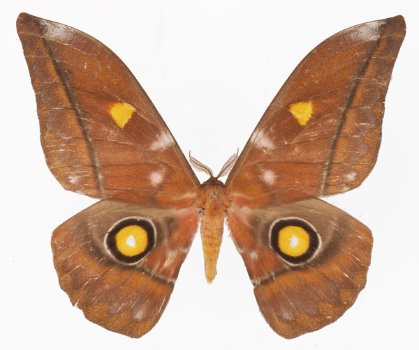 /filer/webapps/moths/media/images/B/bouvieri_Gonimbrasia_AM_Basquin.jpg