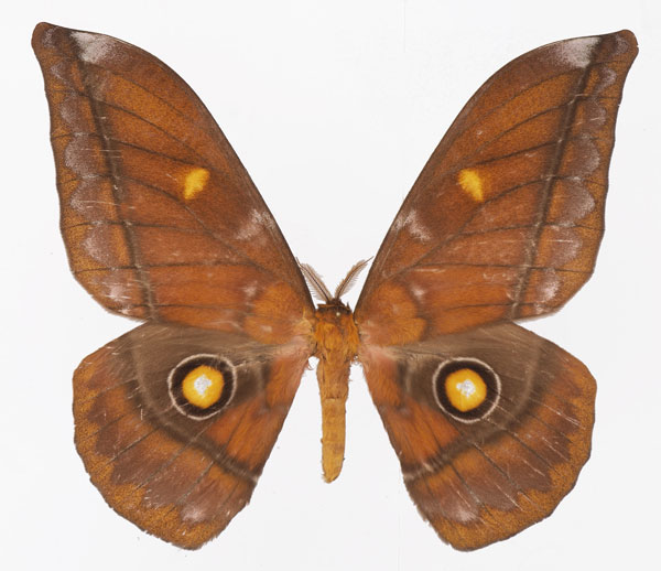 /filer/webapps/moths/media/images/B/bouvieri_Gonimbrasia_AM_Basquina.jpg