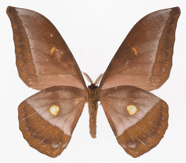 /filer/webapps/moths/media/images/B/bouvieri_Gonimbrasia_AM_Basquinb.jpg