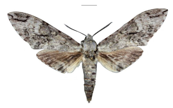 /filer/webapps/moths/media/images/B/bouyeri_Covelliana_HT_SMCR.jpg
